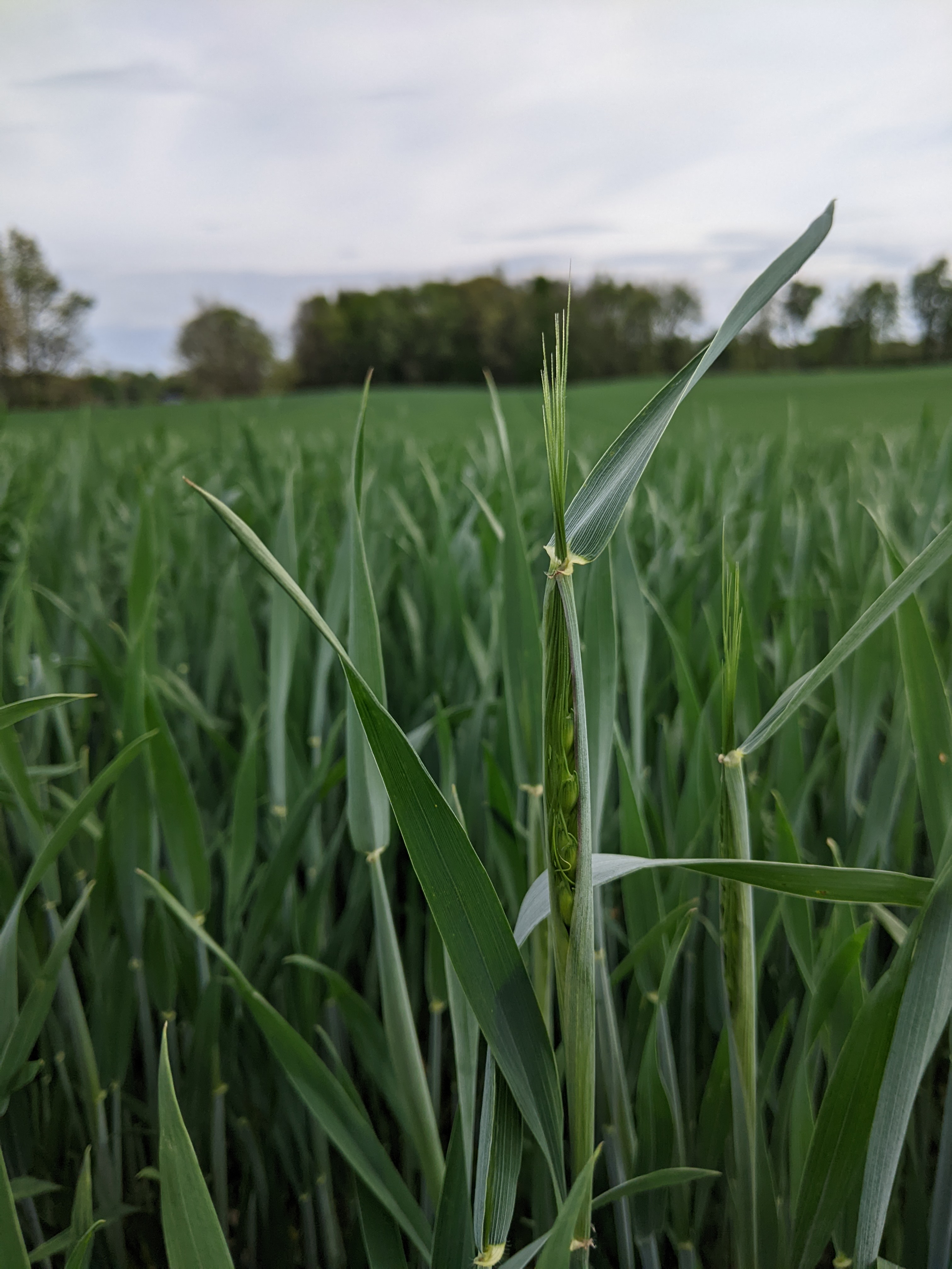 Christine Charles WW 5 13 25.jpg